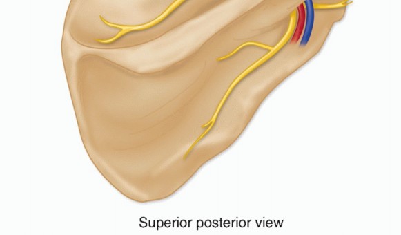 Illustration 3 for Decompressing the Transverse Scapular Ligament for Shoulder Pain Relief