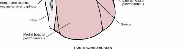 Illustration 35 for Unlocking the Medial Side of the Knee: A Surgical Anatomy Guide