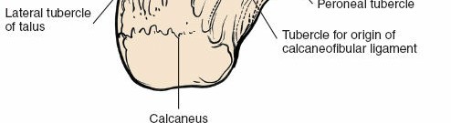 Illustration 181 for Optimized Approaches to the Dorsum of the Foot & Ankle