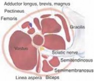 Hamstring & Adductor Lengthening: Navigating the Obturator Branch