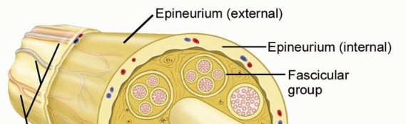 Surgical Treatment of Nerve Tumors in the Distal Upper Extremity