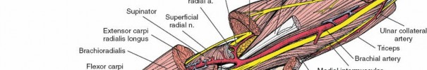 Illustration 25 for Mastering Approaches to the Upper Third of the Radius