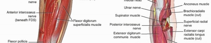 Illustration 2 for Optimal ORIF for Diaphyseal Forearm Fractures: Your Guide