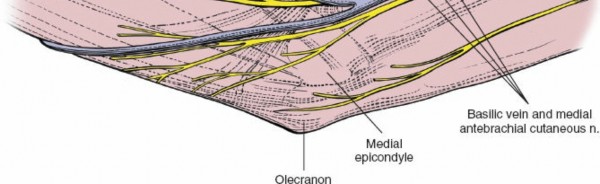 Illustration 100 for Mastering Elbow Approaches: Applied Surgical Anatomy for Precision