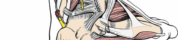 Illustration 66 for Optimized Approaches to the Dorsum of the Foot & Ankle