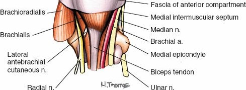 Illustration 4 for Surgical Anatomy of the Arm: Navigating Key Neurovascular Structures