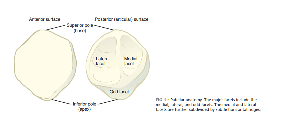 Illustration of portion of the patella - Dr. Mohammed Hutaif