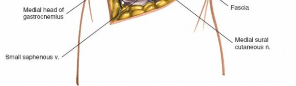 Illustration 195 for Mastering Knee Approaches: Spotlight on Superficial Medial Ligament