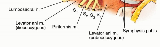 Illustration 35 for Anterior Flap Hemipelvectomy: Leveraging fig tech fig for Difficult Tumors