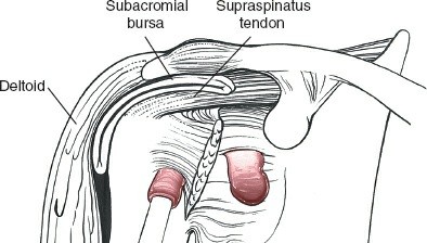 Illustration 19 for Deepen Skills: Anterolateral & Lateral Surgical Approaches