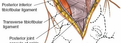 Illustration 77 for Optimized Approaches to the Dorsum of the Foot & Ankle