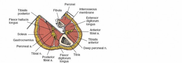 Illustration 85 for Surgical Access: Mastering the Tibia's Surface & Fibula Approaches