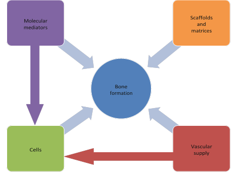 Decoding Von Willebrand Factor: Fundamental Basic Science Principles
