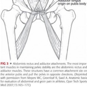 Illustration 29 for Understanding Pubalgia and Adductor Injuries: Your Guide to Relief