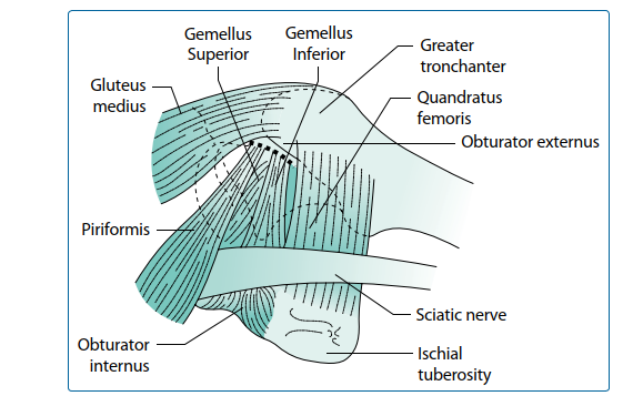 Illustration 22 for Mastering Short External Rotators for Optimal Hip Surgery Results