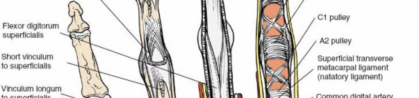 Illustration 209 for Essential Surgical Approaches: Uncover Every Aspect of the Wrist