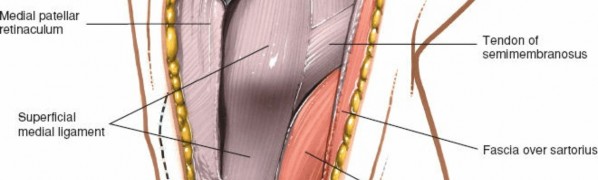 Illustration 74 for Mastering Knee Approaches: Spotlight on Superficial Medial Ligament