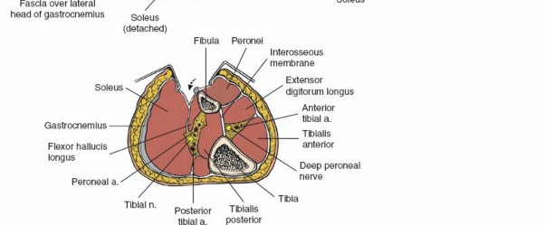 Illustration 79 for Surgical Access: Mastering the Tibia's Surface & Fibula Approaches