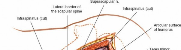 Illustration 182 for Essential Guide: Mastering Every Approach to the Shoulder