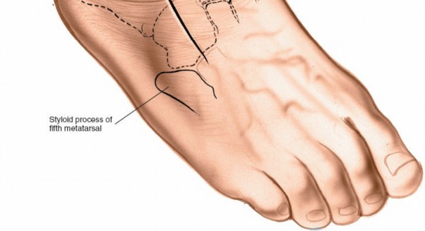 Illustration 87 for Optimized Approaches to the Dorsum of the Foot & Ankle