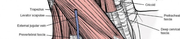 Illustration 269 for Approach to the Lumbar Spine: Mastering Techniques & Anatomy