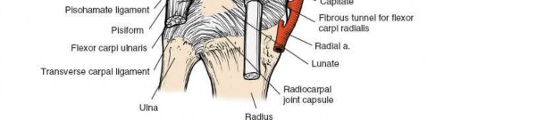Illustration 81 for Volar Approach: Optimal Exposure for the Volar aspect of the Distal Radius