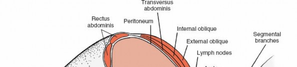 Illustration 5 for Master the Anterolateral Retroperitoneal Approach to Lumbar Spine