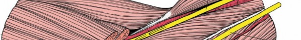 Illustration 9 for Critical Elbow Applied Surgical Anatomy: Enhance Your Practice