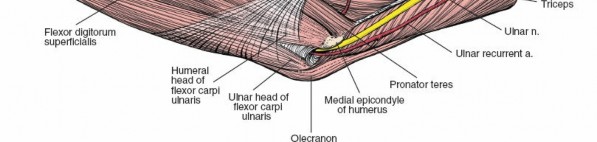 Illustration 102 for Mastering Elbow Approaches: Applied Surgical Anatomy for Precision