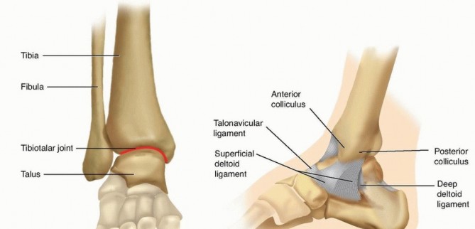Illustration of fixation of the mature - Dr. Mohammed Hutaif
