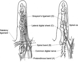 صورة طبية: دليل الأستاذ الدكتور محمد هطيف الشامل لأمراض وإصابات اليد والمعصم في صنعاء