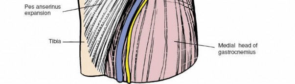 Illustration 19 for Unlocking the Medial Side of the Knee: A Surgical Anatomy Guide