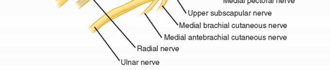 Illustration 21 for The Anatomy of the Shoulder & Elbow: Master Your Body