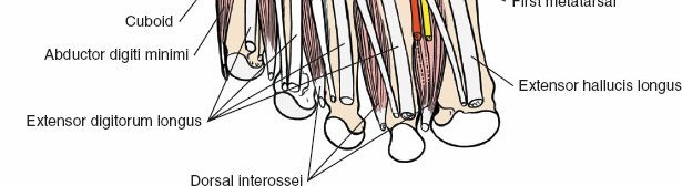 Illustration 158 for Optimized Approaches to the Dorsum of the Foot & Ankle