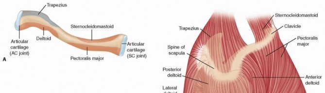 Beyond Plates: Intramedullary Fixation for Displaced Midshaft Clavicle