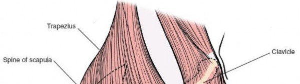 Illustration 127 for Essential Guide: Mastering Every Approach to the Shoulder