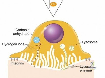 Illustration of biology of bone - Dr. Mohammed Hutaif