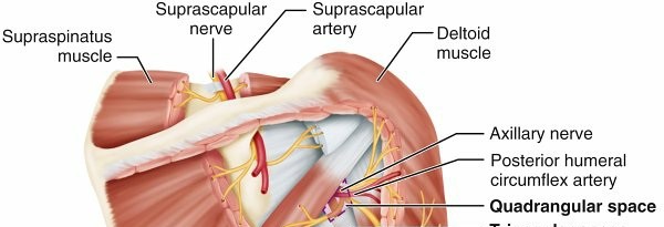 Shoulder Musculature: Orthopedic Surgical Anatomy, Biomechanics & Clinical Relevance