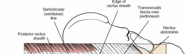 Illustration 106 for Approach to the Lumbar Spine: Mastering Techniques & Anatomy
