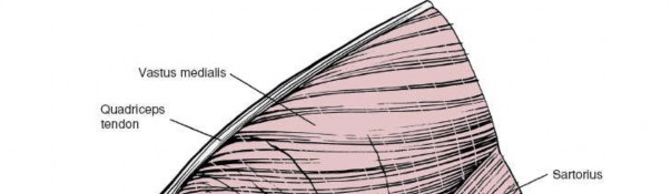 Illustration 108 for Mastering Knee Approaches: Spotlight on Superficial Medial Ligament