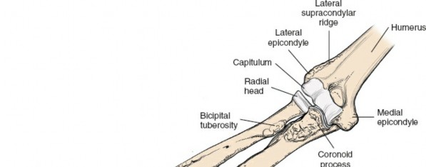 Illustration 19 for Unlock the Anterior Compartment of the Forearm: Surgical Keys
