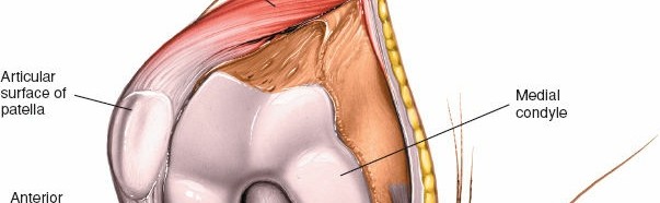 Illustration 40 for Mastering Knee Approaches: Spotlight on Superficial Medial Ligament