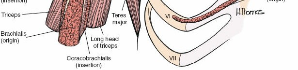 Illustration 30 for Enhance Anterior Shoulder Surgery: Crucial Joint Applied Surgical Anatomy