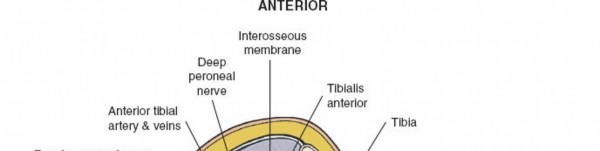 Illustration 104 for Surgical Access: Mastering the Tibia's Surface & Fibula Approaches