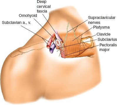 Illustration 2 for Essential Guide: Mastering Every Approach to the Shoulder