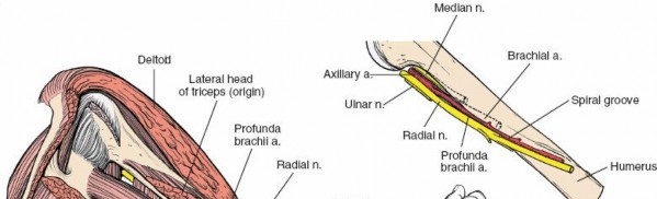 Illustration 32 for Medial Approach to the Distal Humerus: Master Techniques & Avoid Osteotomy