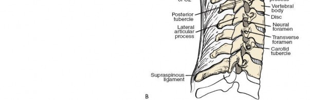Illustration 215 for Approach to the Lumbar Spine: Mastering Techniques & Anatomy