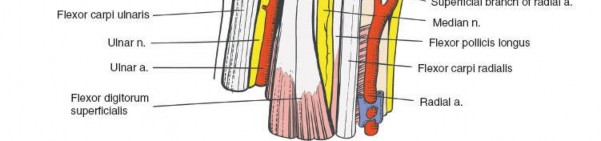 Illustration 62 for Volar Approach: Optimal Exposure for the Volar aspect of the Distal Radius