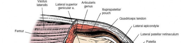 Illustration 167 for Mastering Knee Approaches: Spotlight on Superficial Medial Ligament