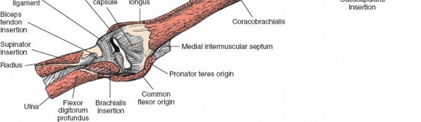 Illustration 106 for Mastering the Approach to the Distal Humerus: Safety & Skills